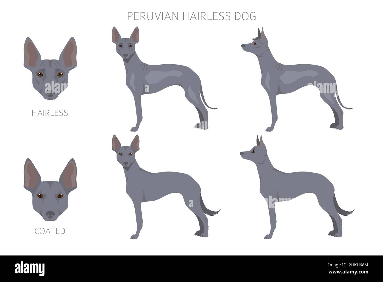 Peruanischer haarloser Hundeclipart. Verschiedene Posen, Fellfarben eingestellt. Vektorgrafik Stock Vektor