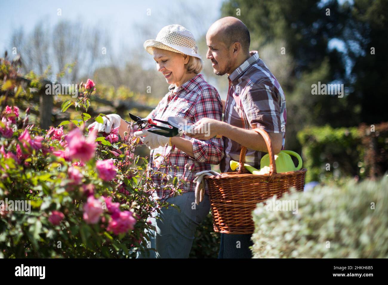 Familienarbeit im Garten. Frau und Mann wachsen Rosen Stockfoto