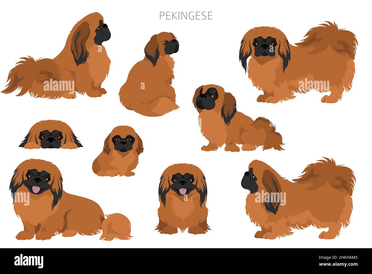 Pekingese Hund Clipart. Verschiedene Posen, Fellfarben eingestellt. Vektorgrafik Stock Vektor