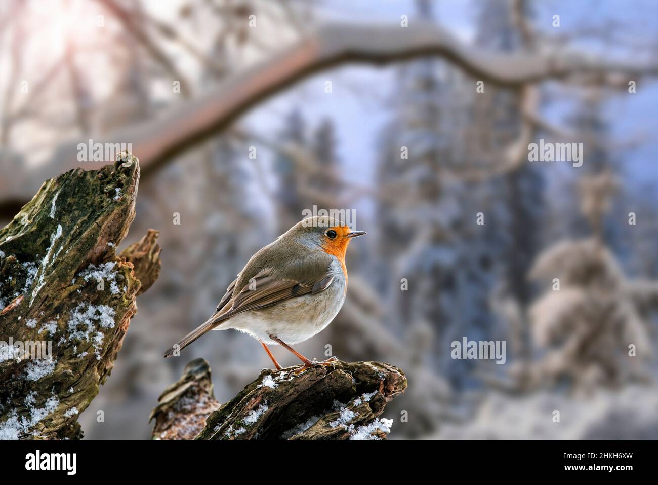 Europäischer Rotkehlchen (Erithacus rubecula) auf Baumstumpf im schneebedeckten Wald bei Sonnenuntergang / Dämmerung im Winter Stockfoto