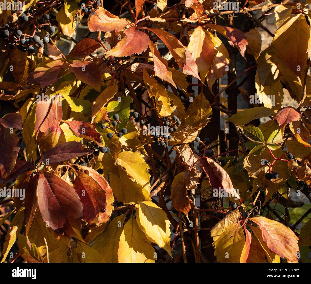 die Natur Stockfoto