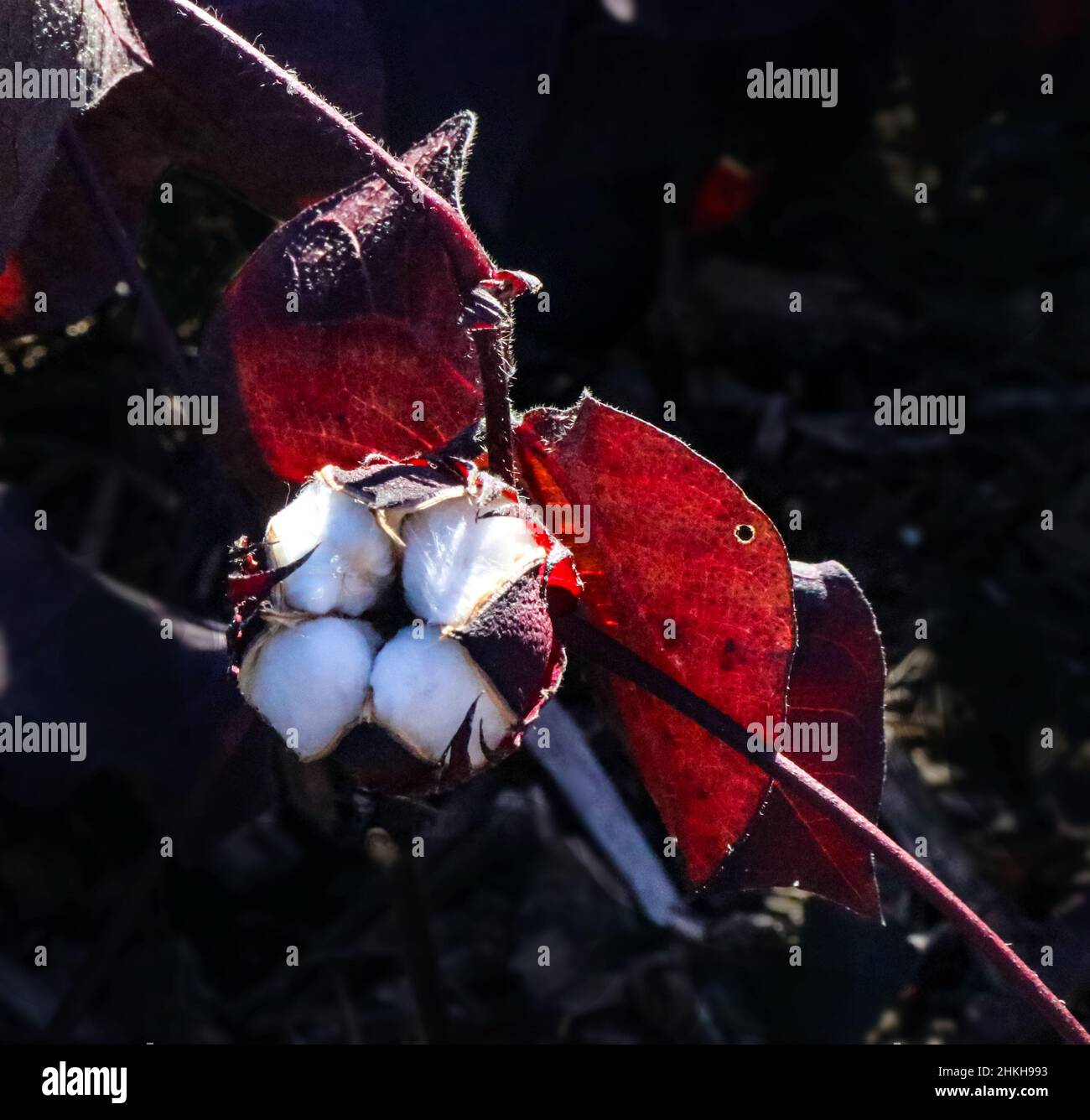 Baumwollpflanze mit seinem schützenden boll offen, der die Baumwolle beim Wachstum zeigt - Gossypium aus der Malvenfamilie Malvaceae - mit roten Blättern gegen dunkle Ba Stockfoto
