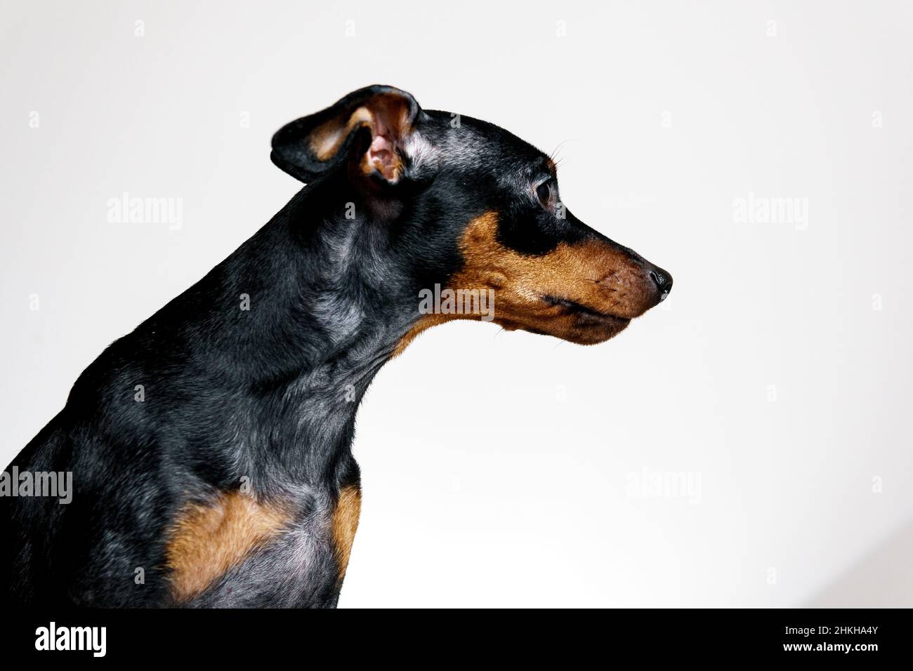 Nahaufnahme Porträt von Miniatur-Pinscher Hund mit Symptomerkrankung - follikuläre Dysplasie oder Alopezie-Muster. Konzept der Gesundheitsversorgung, Fell und Haut Haustier p Stockfoto