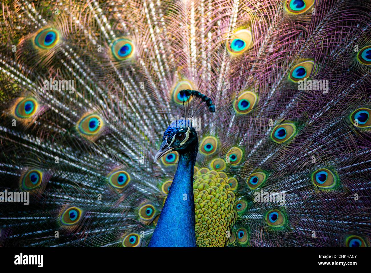 Cartagena, Kolumbien. 04th. Februar 2022. Am 4. Februar 2022 wird ein Pfau in einem Naturschutzgebiet im Hafen von Cartagena in Cartagena, Kolumbien, gesehen. Kredit: Long Visual Press/Alamy Live Nachrichten Stockfoto