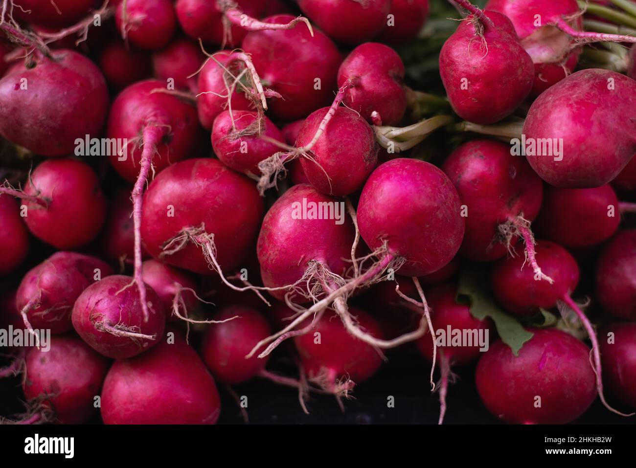 Frisch geerntete Rote Beete Stockfoto