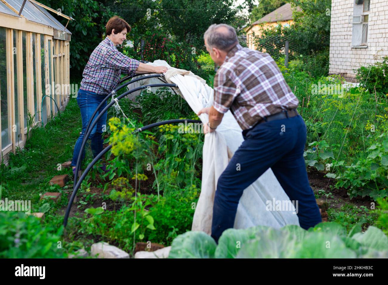 Reifes Paar schützt Pflanzen vor der Kälte auf einem Gartengrundstück Stockfoto
