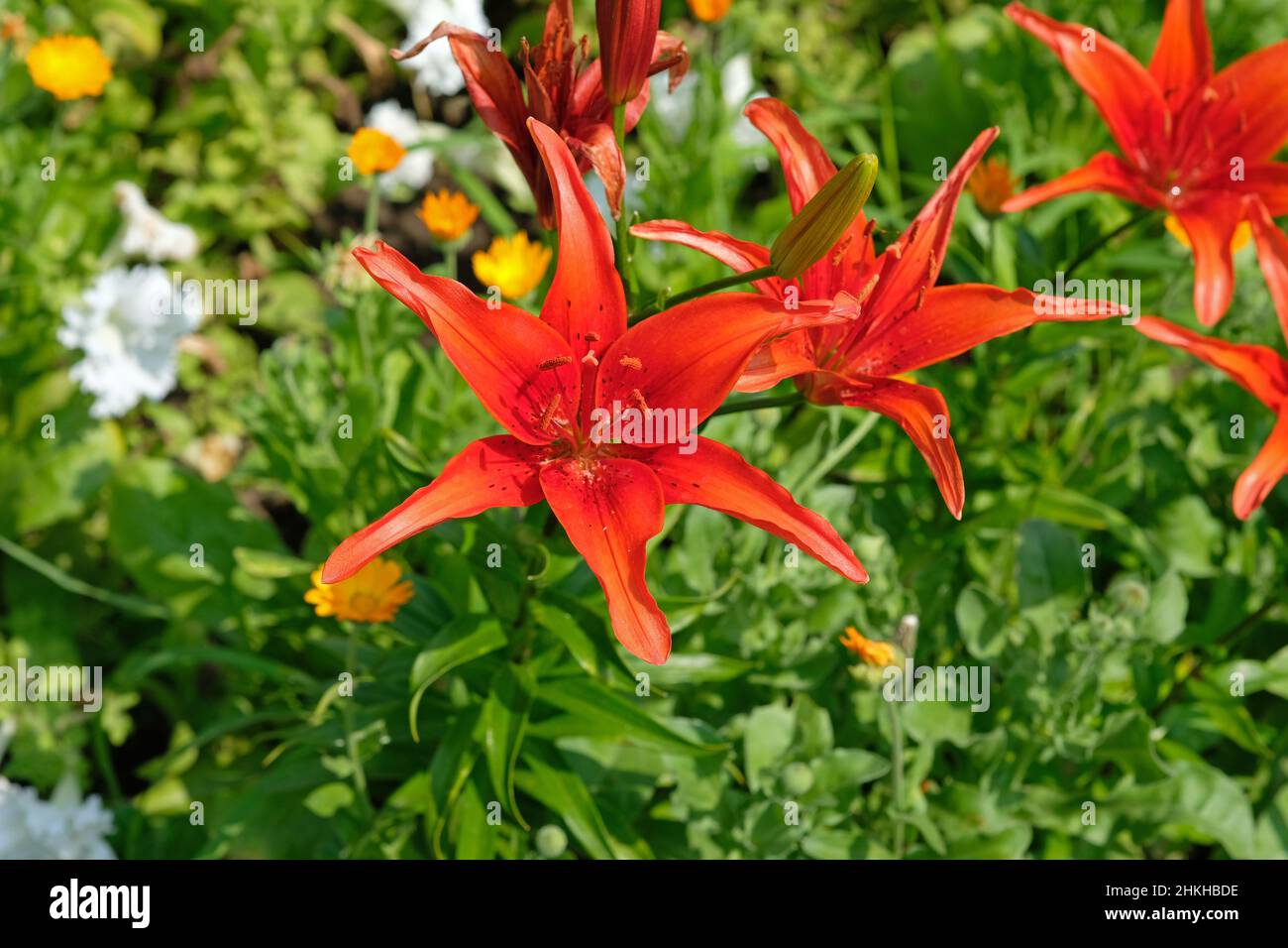 Rote Lilien auf einem Blumenbeet im Sommer an einem sonnigen Tag. Rote Lilie blühende Blume Lilium im grünen Garten schließen im Sonnenlicht. Krautige Lilie Pflanze Stockfoto