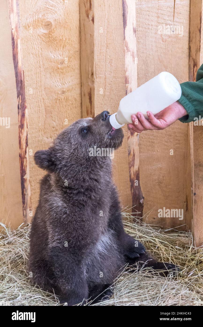 Niedlicher junger Braunbär, der mit Milch aus einer Flasche füttert. Stockfoto