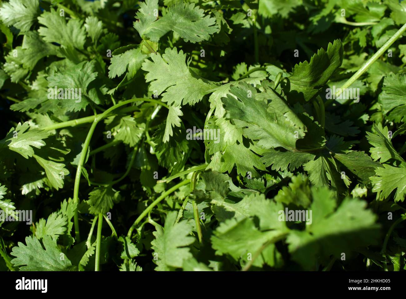 Korianderblätter im Gemüsegarten Grünes Blattgemüse Agrarkonzept für Hintergrund Stockfoto