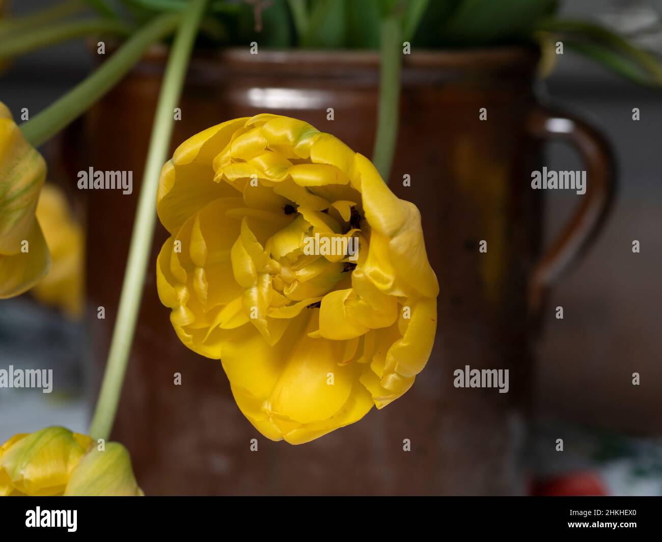 Nahaufnahme einer gelben, gefüllten Tulpenblüte in einer Tonvase. Stockfoto