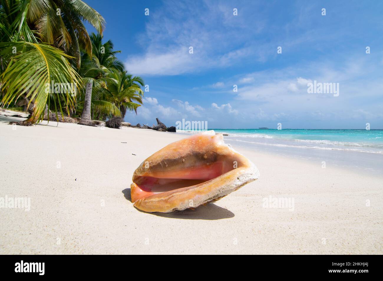 Muschel an einem unberührten Palmenstrand auf der Insel Chichime (San Blas) Stockfoto