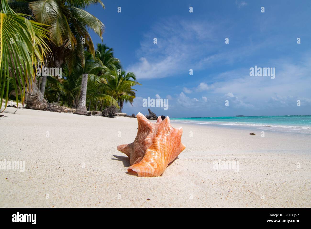 Muschel an einem unberührten Palmenstrand auf der Insel Chichime (San Blas) Stockfoto