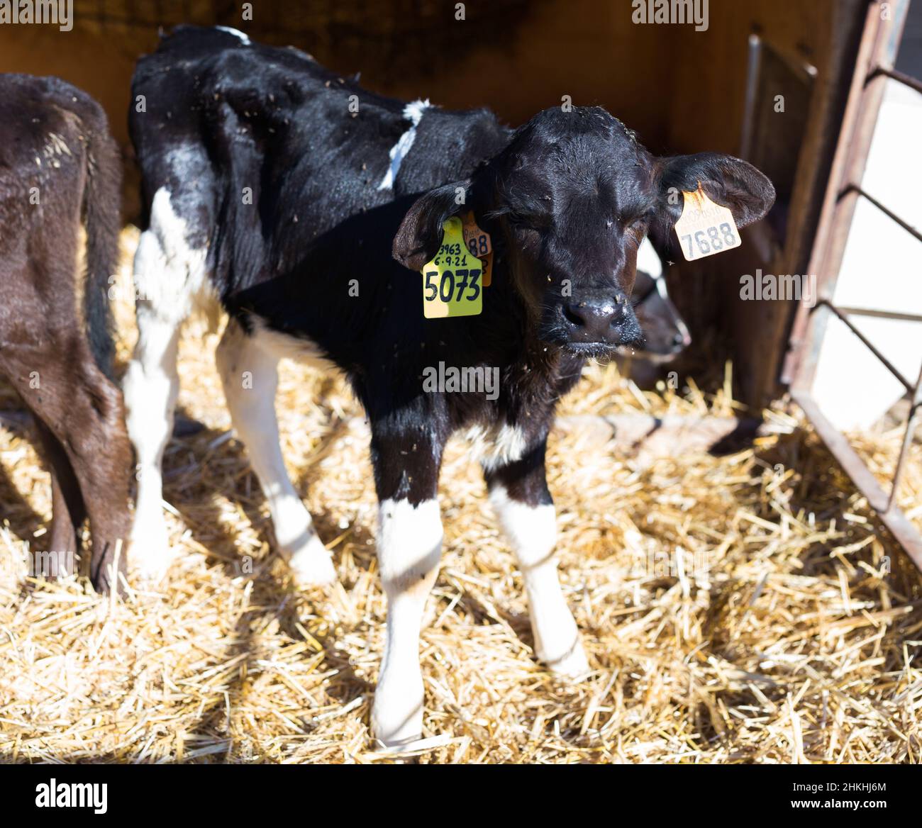 Neugeborene Kälber im Viehstall auf dem Kuhbetrieb Stockfoto