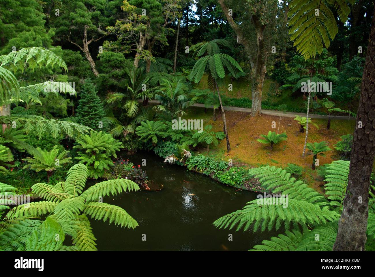 Terra Nostra Garden befindet sich im Furnas-Tal auf der Insel São Miguel im Azoren-Archipel. Es entstand im 18th. Und 19th. Jahrhundert. Stockfoto