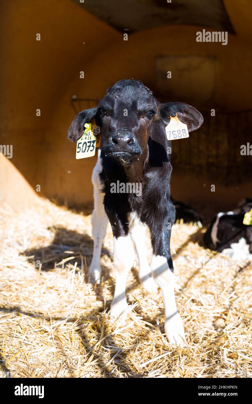 Neugeborene Kälber im Viehstall auf dem Kuhbetrieb Stockfoto