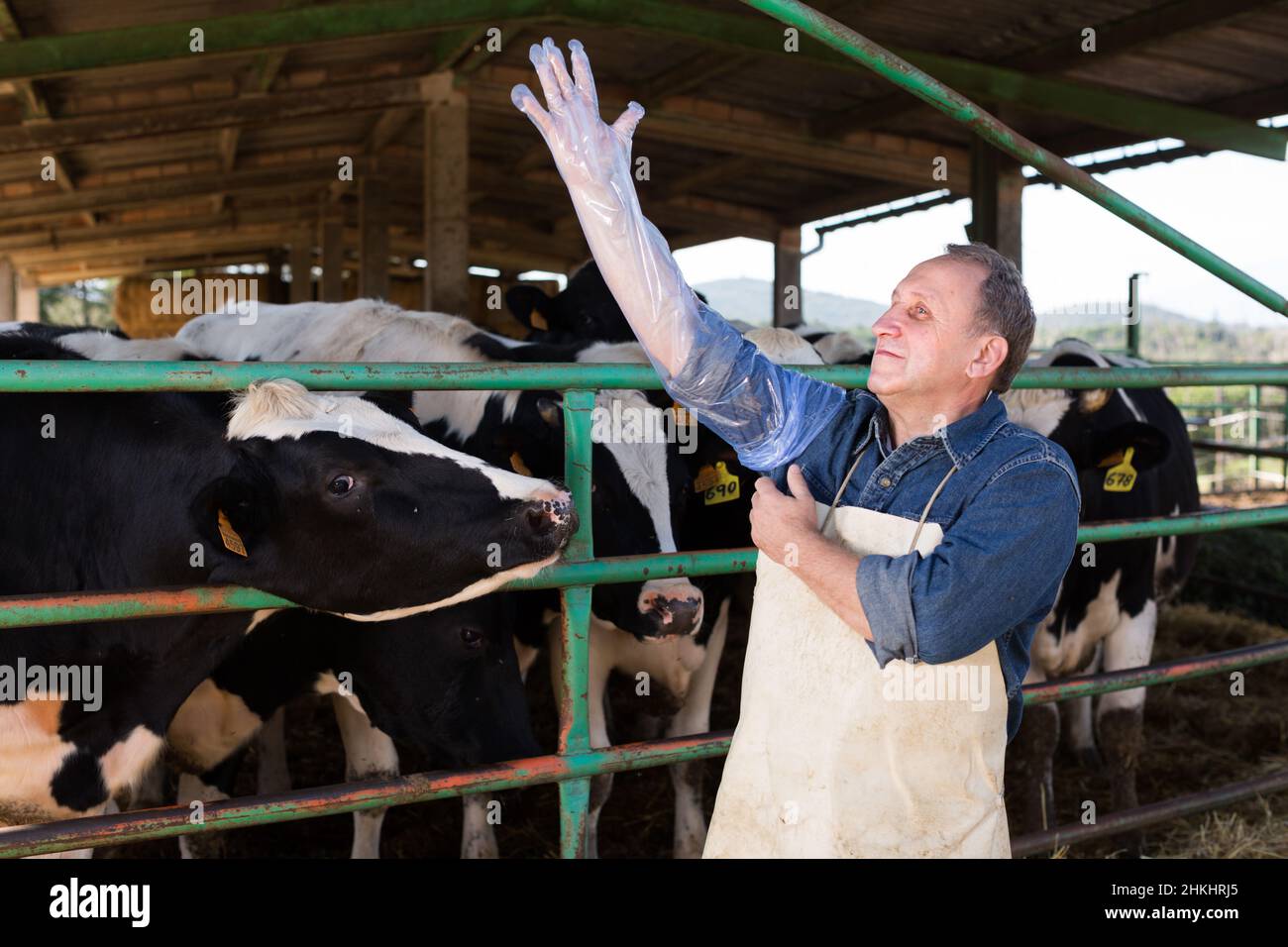 Der Landwirt bereitet sich auf die künstliche Besamung von Kühen vor Stockfoto