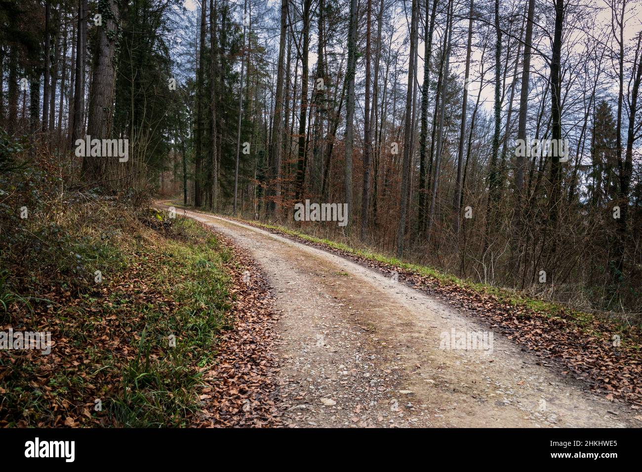 Deutschland, Schwarzwald - Wandern durch den Wald auf dem Weg zwischen blattlosen Bäumen Stockfoto