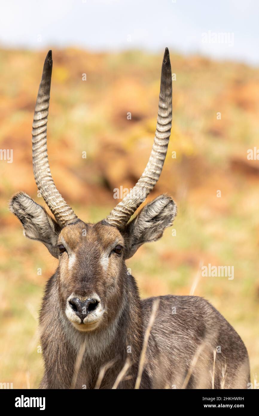 Waterbuck Bull, Kruger National Park Stockfoto