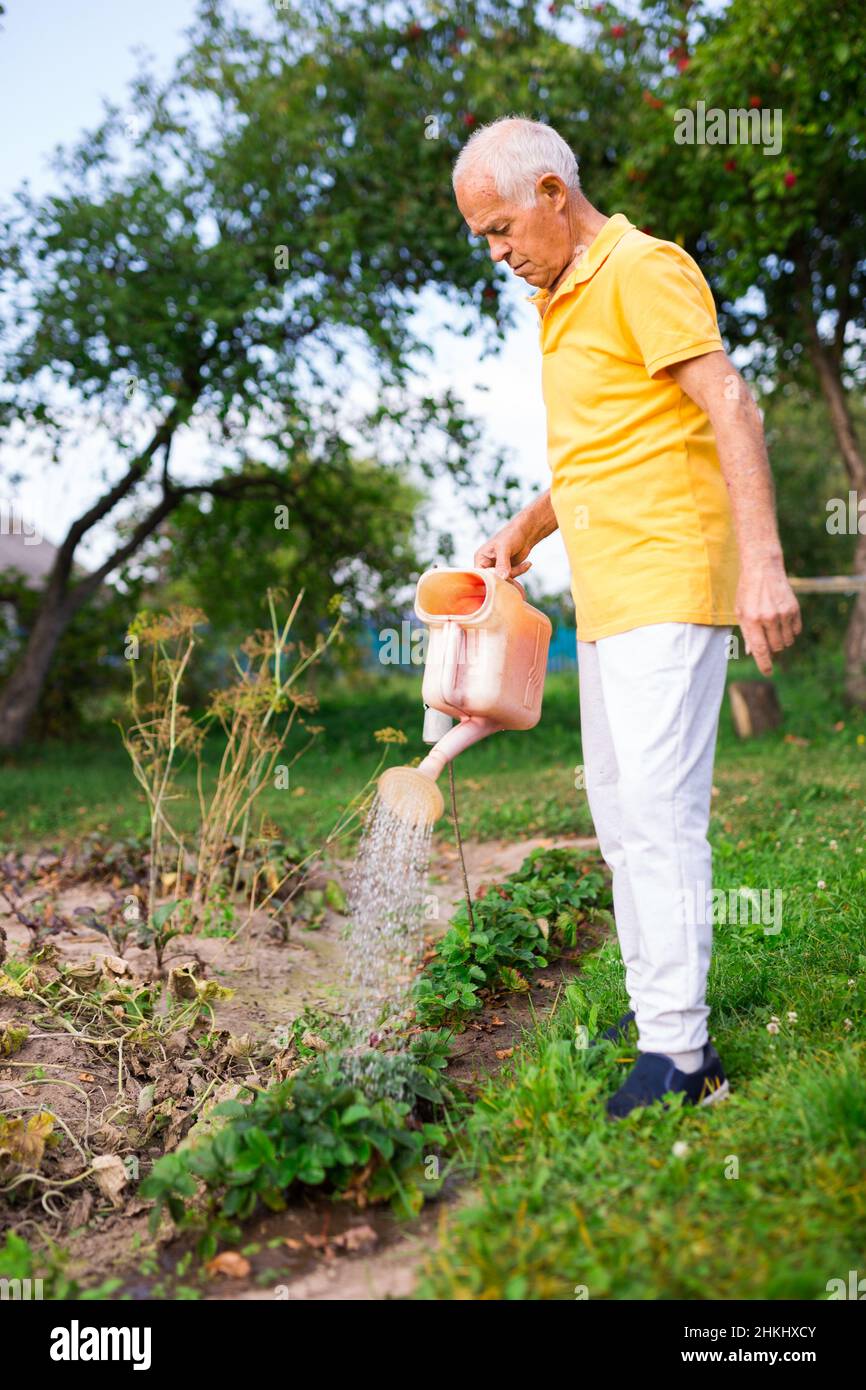 Älterer Mann, der sich im Garten um Pflanzen kümmert, Erdbeeren mit Gießkanne gießt Stockfoto