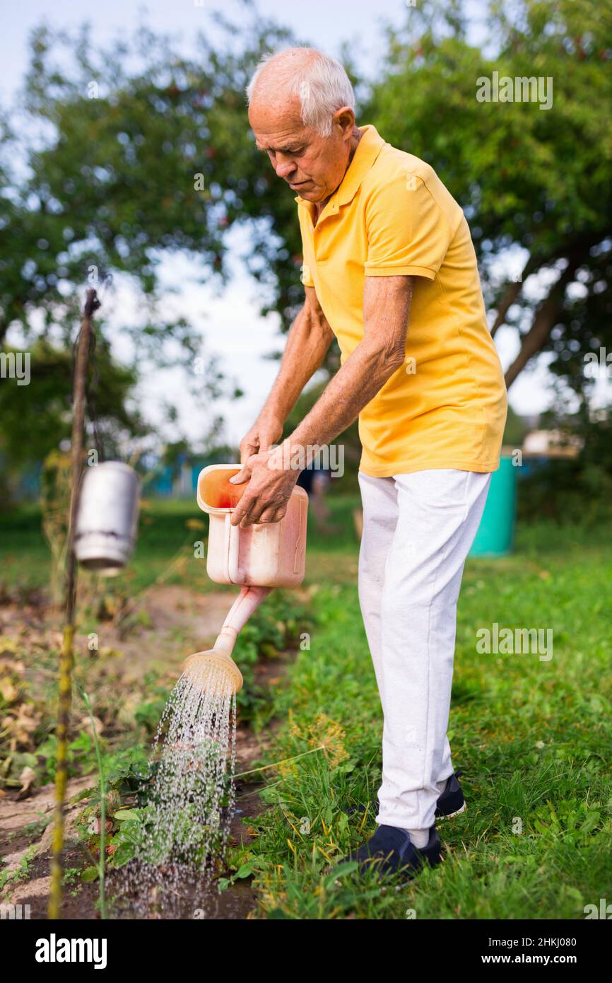 Älterer Mann, der sich im Garten um Pflanzen kümmert, Erdbeeren mit Gießkanne gießt Stockfoto