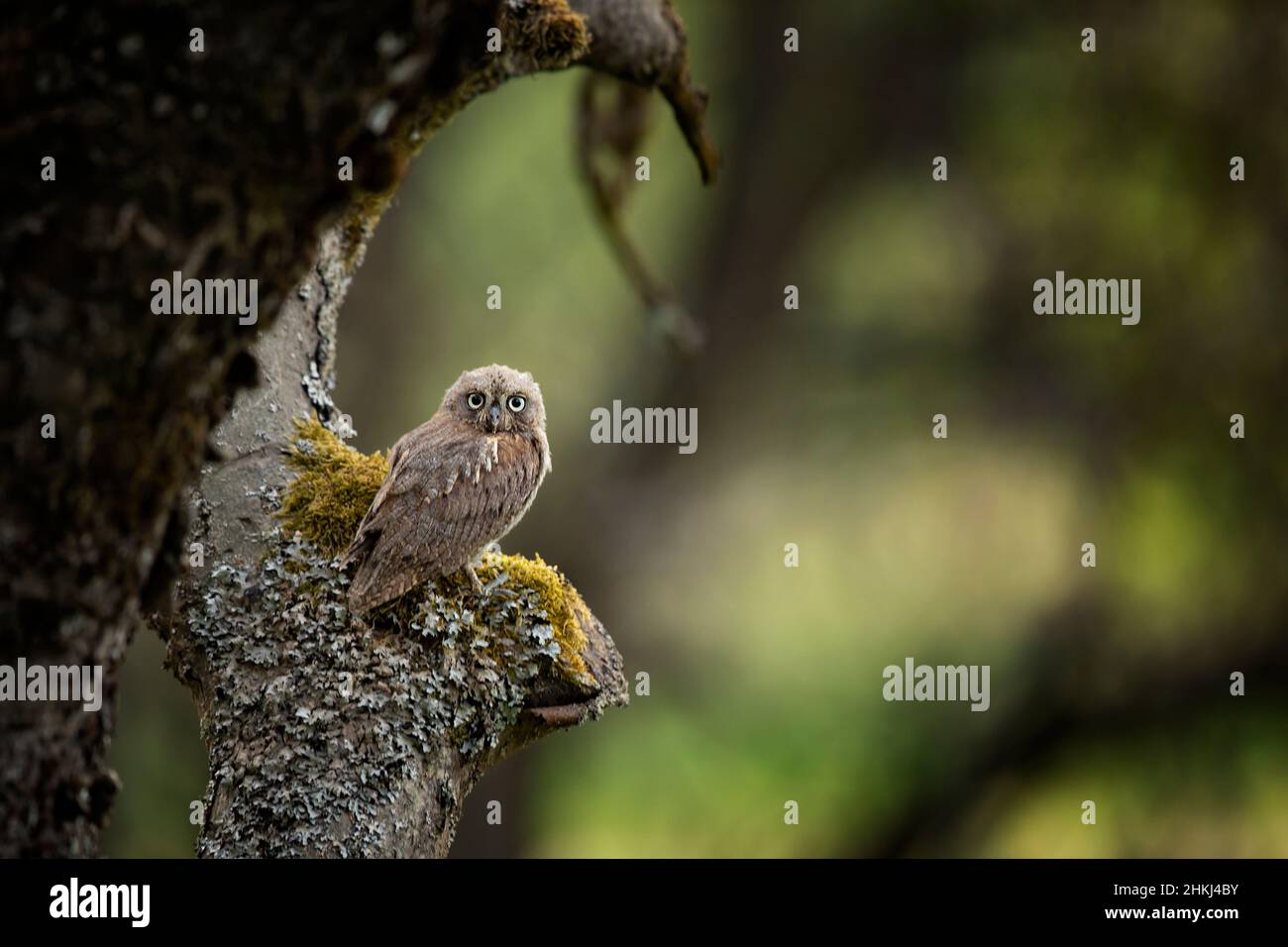 Gemeine Scops Eule, Otus Scops, kleine Eule im Naturlebensraum, sitzt auf dem Baumzweig, grüner Wald im Hintergrund. Wildlife-Szene aus der Natur Stockfoto