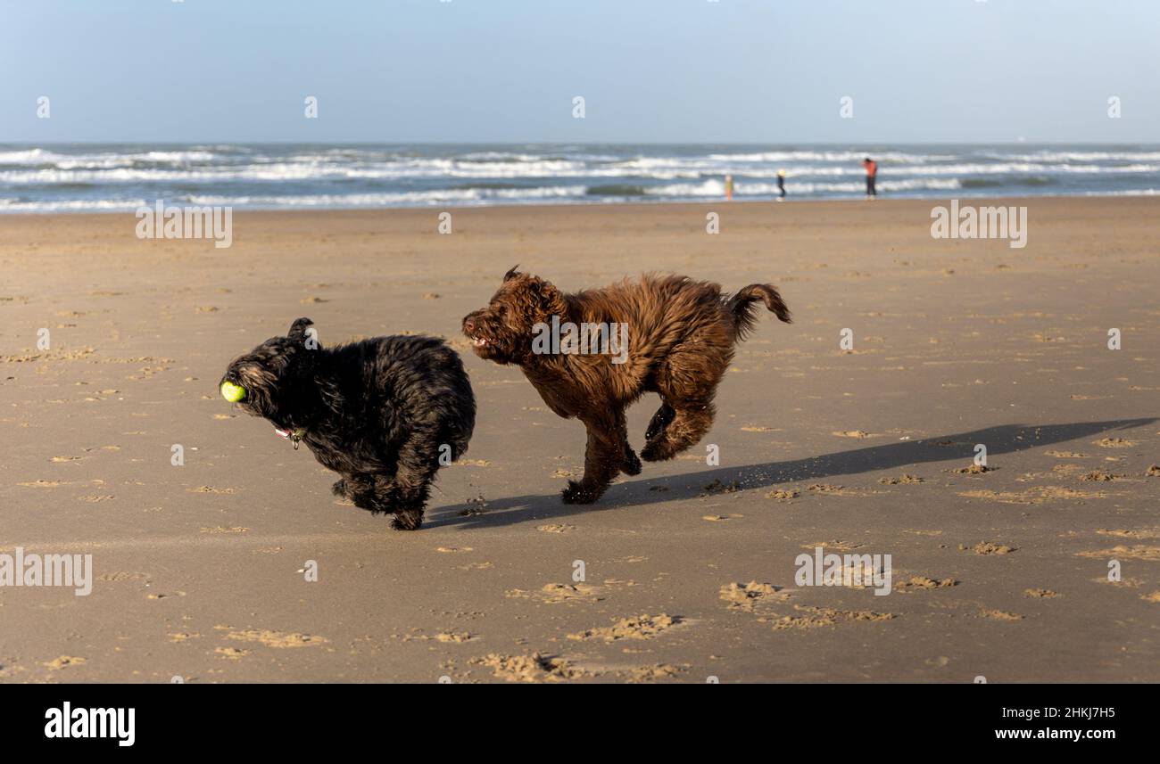 Zwei Hunde, ein brauner und ein schwarzer Labradoodle, laufen am Strand von Haarlem, Amsterdam, Niederlande, am 2022. Januar, mit voller Geschwindigkeit Stockfoto