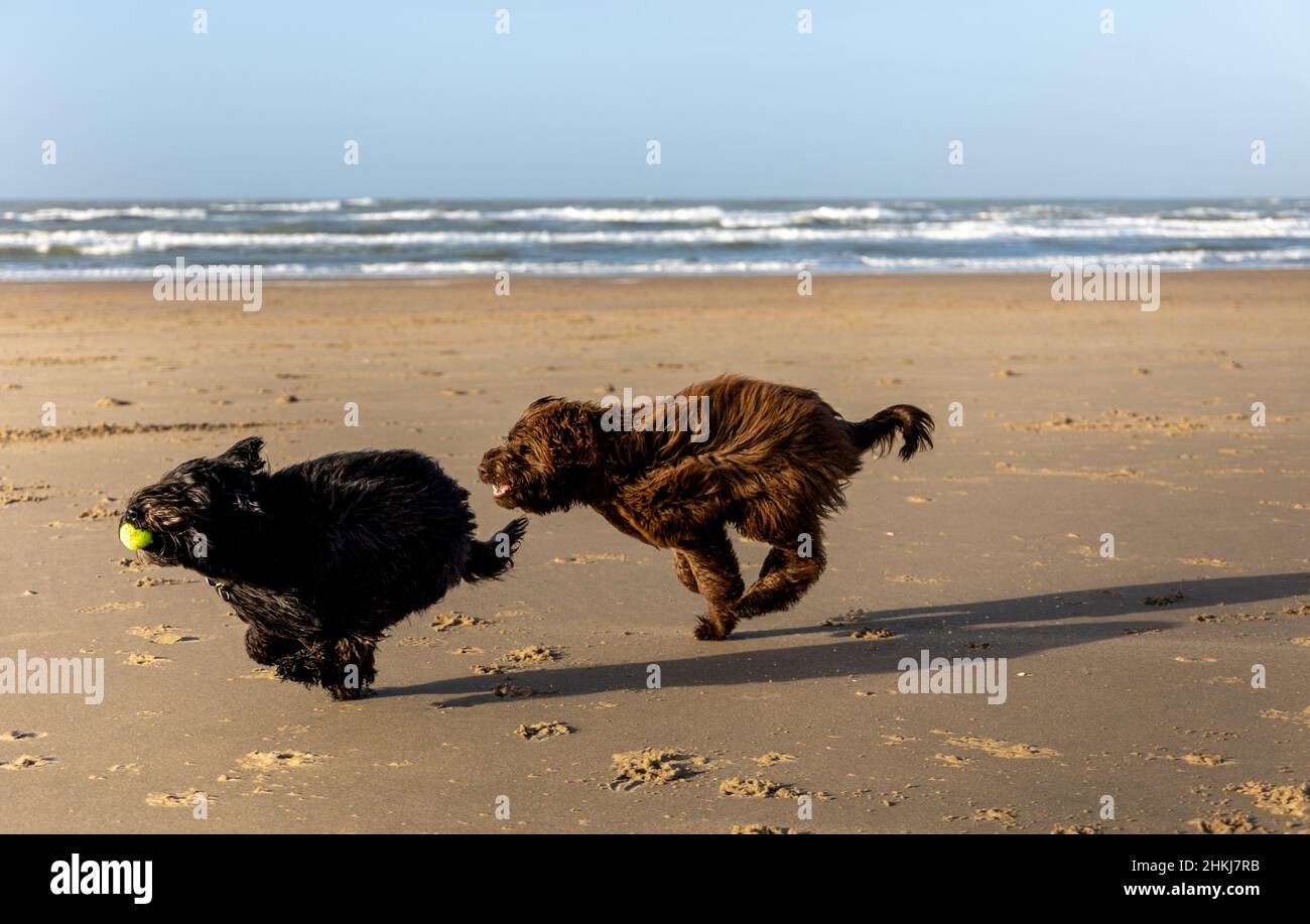 Zwei Hunde, ein brauner und ein schwarzer Labradoodle, laufen am Strand von Haarlem, Amsterdam, Niederlande, am 2022. Januar, mit voller Geschwindigkeit Stockfoto