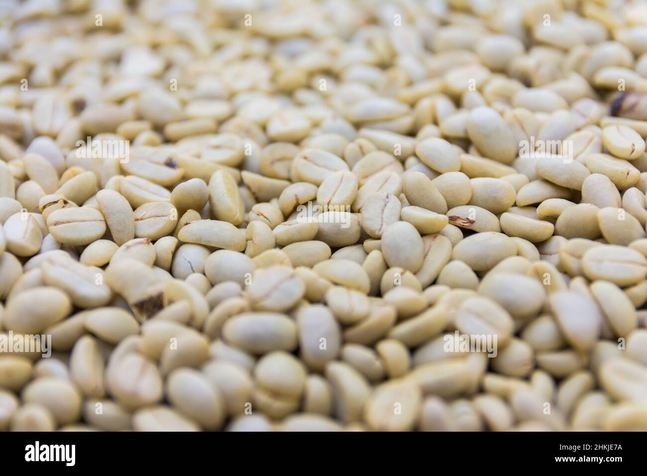 Kaffeebohnen in einer Plantage, Basse-Terre, Guadeloupe Stockfoto