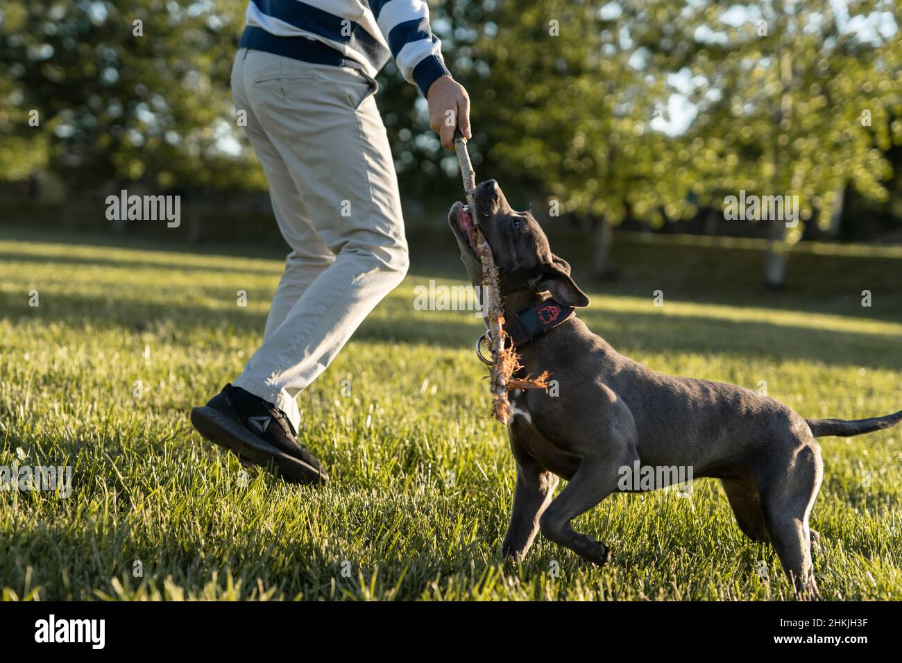 Apbt american Pitbull Terrier Hund spielen beißenden Holzstab in der Feldgrube Stier grau Stockfoto