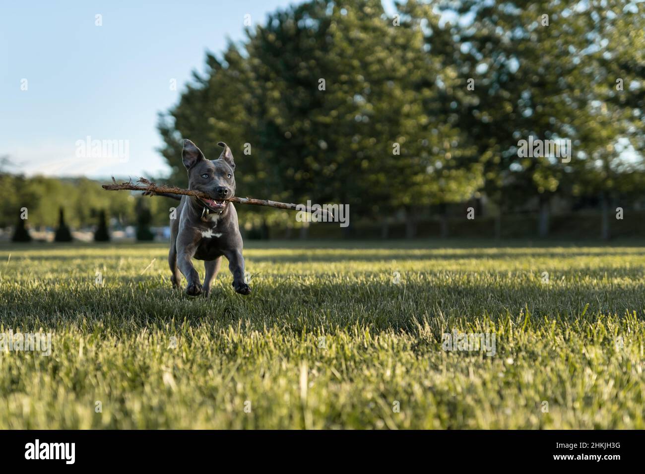 Grauer amerikanischer Pitbull Terrier ist ein Hund, der an sonnigen Tagen im Feldgrast läuft Stockfoto
