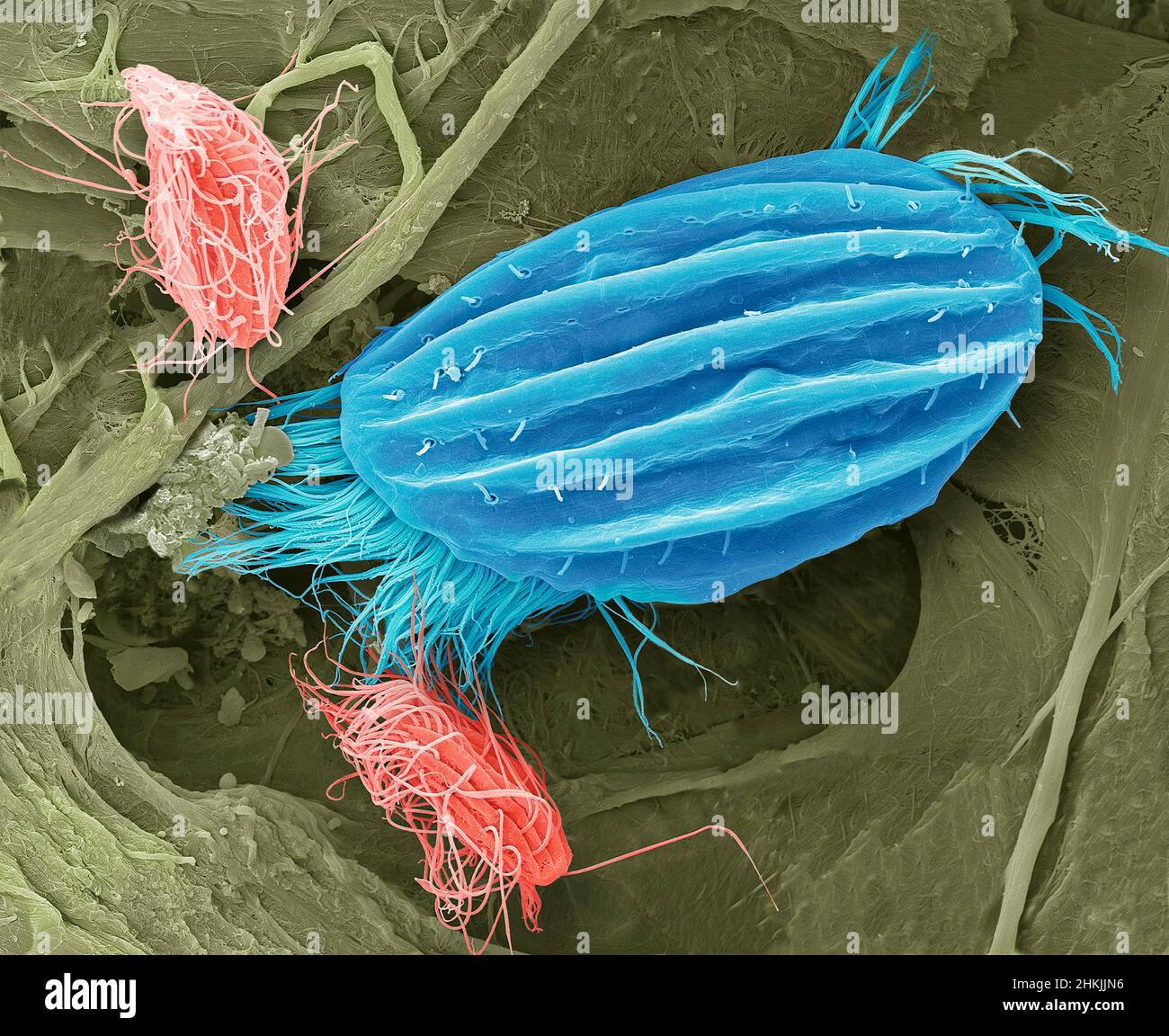 Ciliate Protozoa, SEM Stockfoto