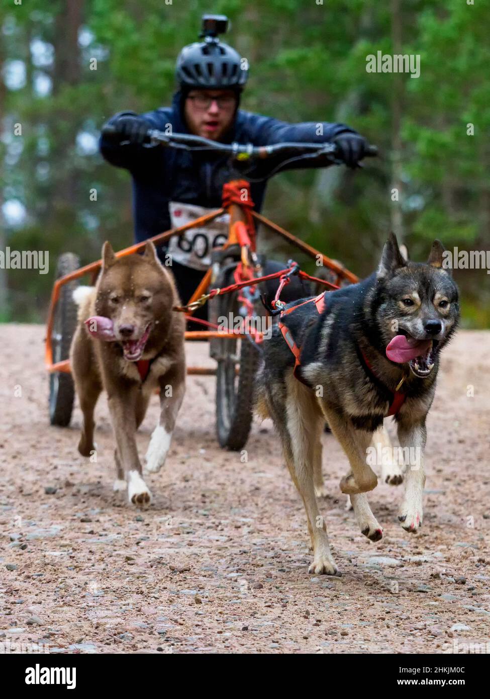 Aviemore, Schottland - 30th. Januar 2022: Ein Teilnehmer des Siberian Husky Club of Great Britain's Annual Sledge Dog Rally 38th in Glenmore. Stockfoto