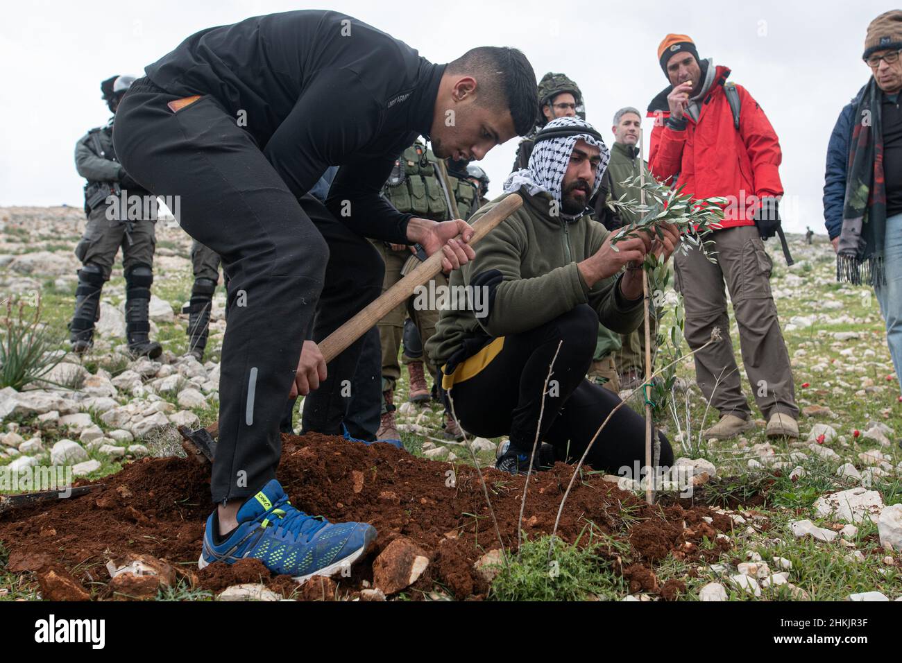 Burin, Palästina. 04th. Februar 2022. Hunderte von israelischen und palästinensischen Friedensaktivisten hatten im palästinensischen Dorf Burin, unterhalb des jüdischen illegalen Außenpostens von Givát Ronen, Olivenbäume gepflanzt. Zwei Wochen vor der Veranstaltung wurde eine Gruppe jüdischer Friedensaktivisten, die zur Olivenplantage eintrafen, von der Jugend von Givát Ronen gewaltsam angegriffen. Heute hatten sich die IDF-Truppen zwischen den Aktivisten und den Siedlern getrennt. Ein israelischer Aktivist wurde während der Veranstaltung verhaftet. Burin, Palästina. Februar 04th 2022. (Foto von Matan Golan/Alamy Live News) Quelle: Matan Golan/Alamy Live News Stockfoto