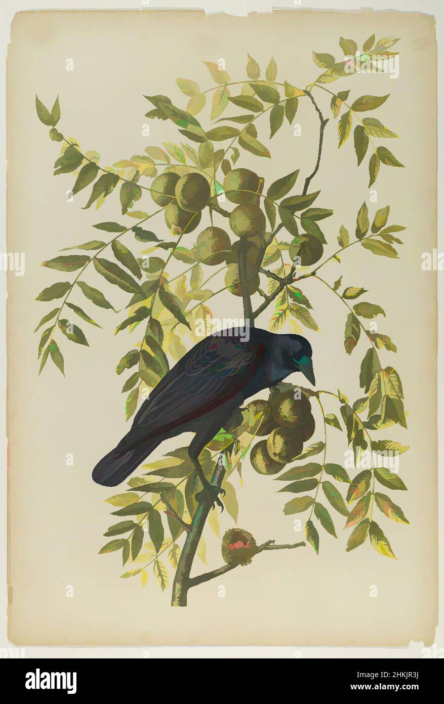 Kunst inspiriert von American Crow, John James Audubon, Amerikaner, geboren Haiti, 1785-1851, Chromolithograph, 1861, 19th Jahrhundert, Amerikaner, Apfelbaum, Audobon, Vogel, Zweige, Corvus Americanus, Krähe, Fauna, Flora, Frucht, Blätter, Naturstudie, Oliven, Ornithologie, Druck, ruby-throated, Klassische Werke, die von Artotop mit einem Schuss Moderne modernisiert wurden. Formen, Farbe und Wert, auffällige visuelle Wirkung auf Kunst. Emotionen durch Freiheit von Kunstwerken auf zeitgemäße Weise. Eine zeitlose Botschaft, die eine wild kreative neue Richtung verfolgt. Künstler, die sich dem digitalen Medium zuwenden und die Artotop NFT erschaffen Stockfoto