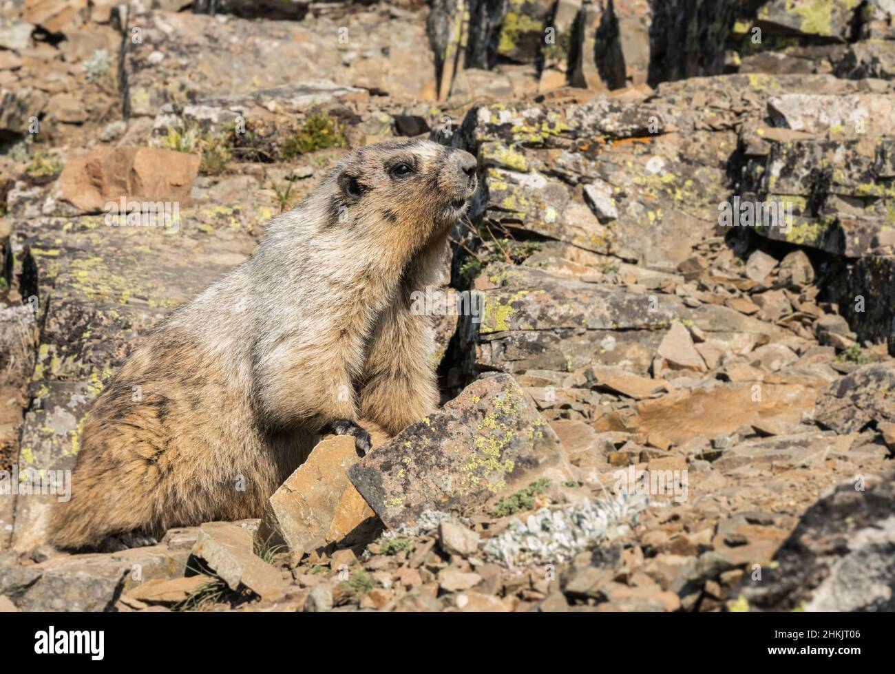 Hory Marmot Posiert Auf Lichen Coverd Rocks Stockfoto