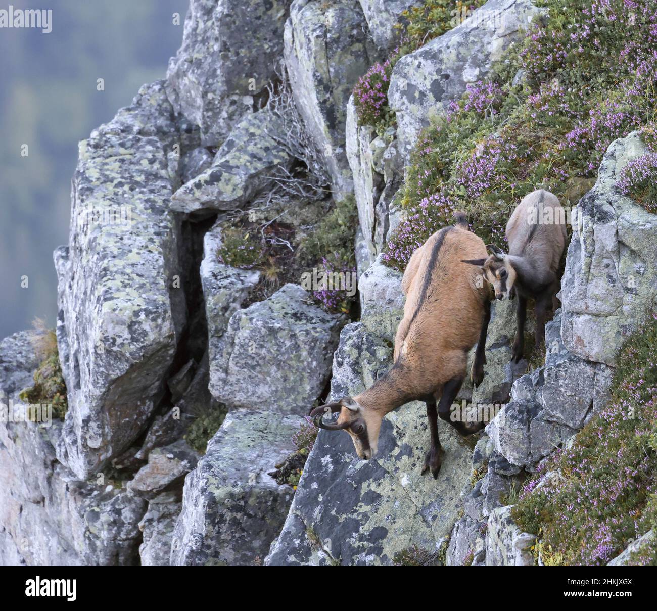 Gämsen (Rupicapra rupicapra), weibliche Gämsen und Jungtiere, die einen steilen Berghang hinunterlaufen, Seitenansicht, Schweiz, Berner Oberland Stockfoto