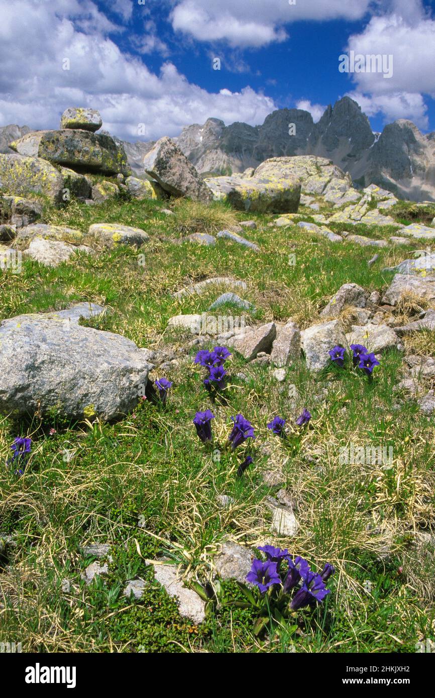 Der Enzian von Clusius (Gentiana clusii), Landschaft in den Dolomiten mit blühenden Enzianen von Clusius, Italien, Südtirol, Dolomiten Stockfoto