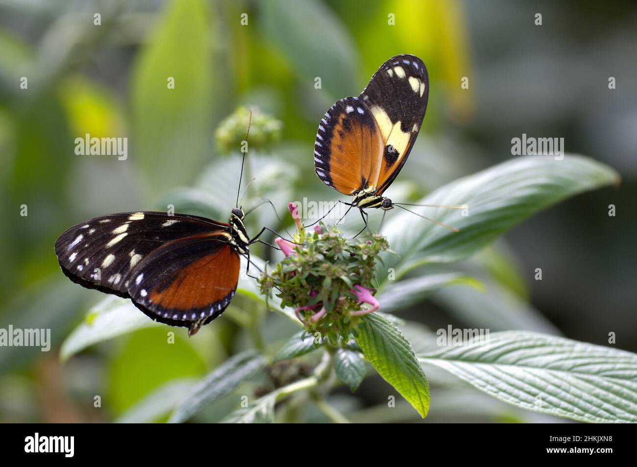 Ismenius Tiger, Tiger Heliconian (Heliconius ismenius), mit goldenem Langflügel (rechts) auf einer Blüte, Ecuador Stockfoto