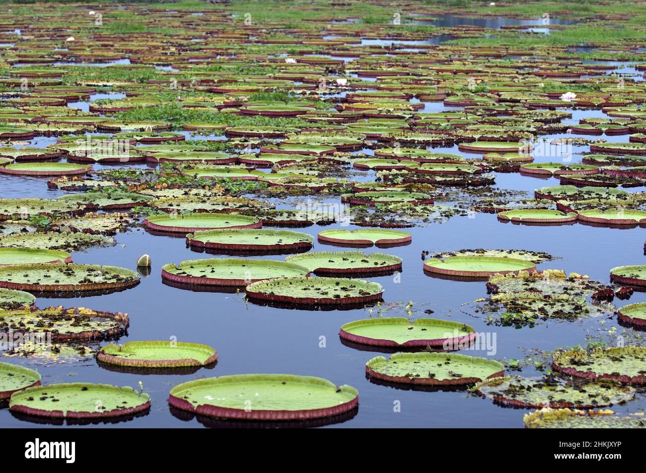 Riesige Seerose, Amazonas-Seerose (Victoria amazonica, Victoria regia), am natürlichen Lebensraum, Brasilien, Pantanal Stockfoto