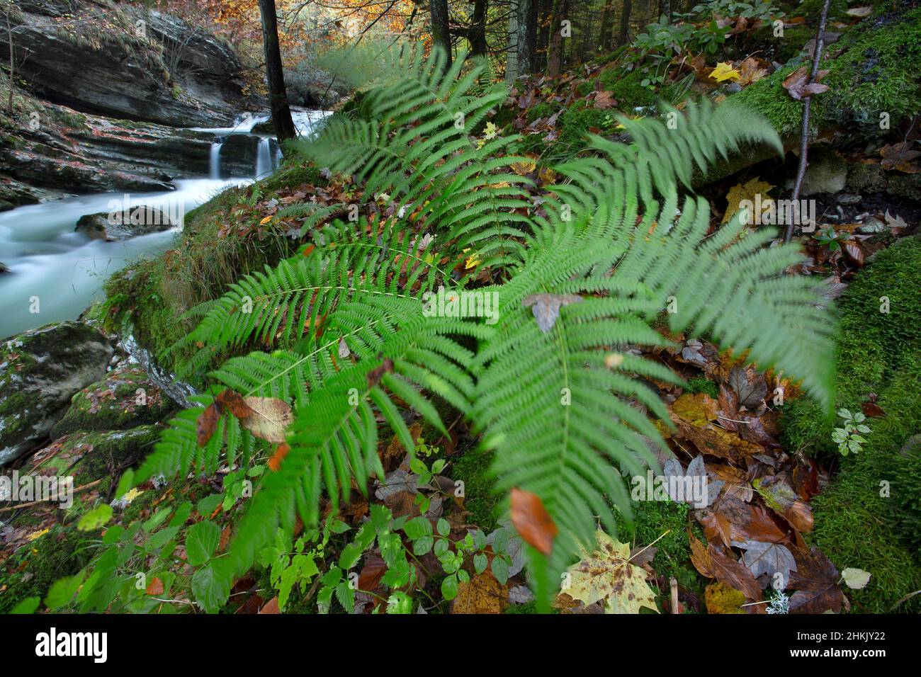 Männlicher Farn, Wurmfarn (Dryopteris filix-Mas), im Waldreservat im Regionalpark Chartreuse, Frankreich, Savoie, Chartreuse Stockfoto