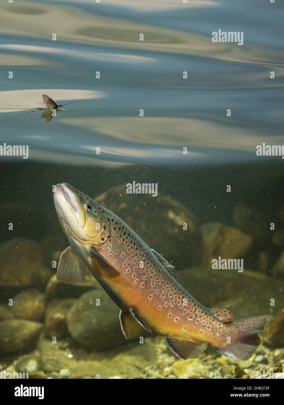 Bachforelle, Flussforelle, Bachforelle (Salmo trutta fario), mit Mayfly auf der Wasseroberfläche, Split-Level-Bild, Deutschland Stockfoto