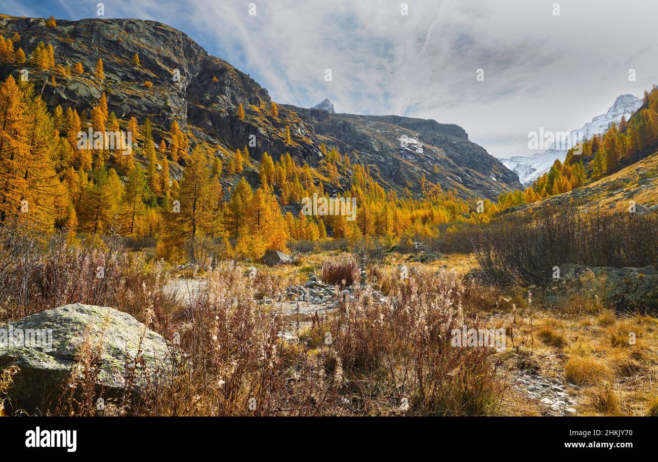 Gemeine Lärche, europäische Lärche (Larix decidua, Larix europaea), Valsavarenche-Tal südlich von Pont, Lärchen mit Herbstfarben, Wanderweg nach Grand Stockfoto