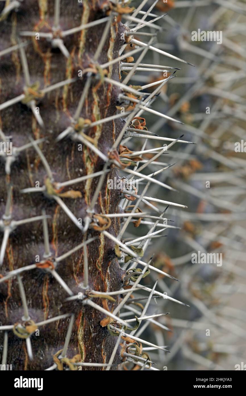 maca saatgut Maca 60 Megakapseln Kräuter-Nahrungsergänzungsmittel – BioTechUSA main image 1