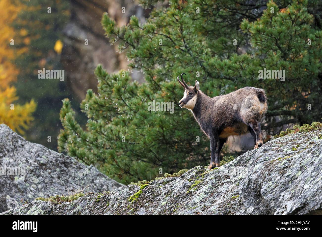 Gämsen (Rupicapra rupicapra), auf einem Felsen stehende männliche Gämsen, Seitenansicht, Italien, Nationalpark Gran Paradiso, Valsavarenche Stockfoto