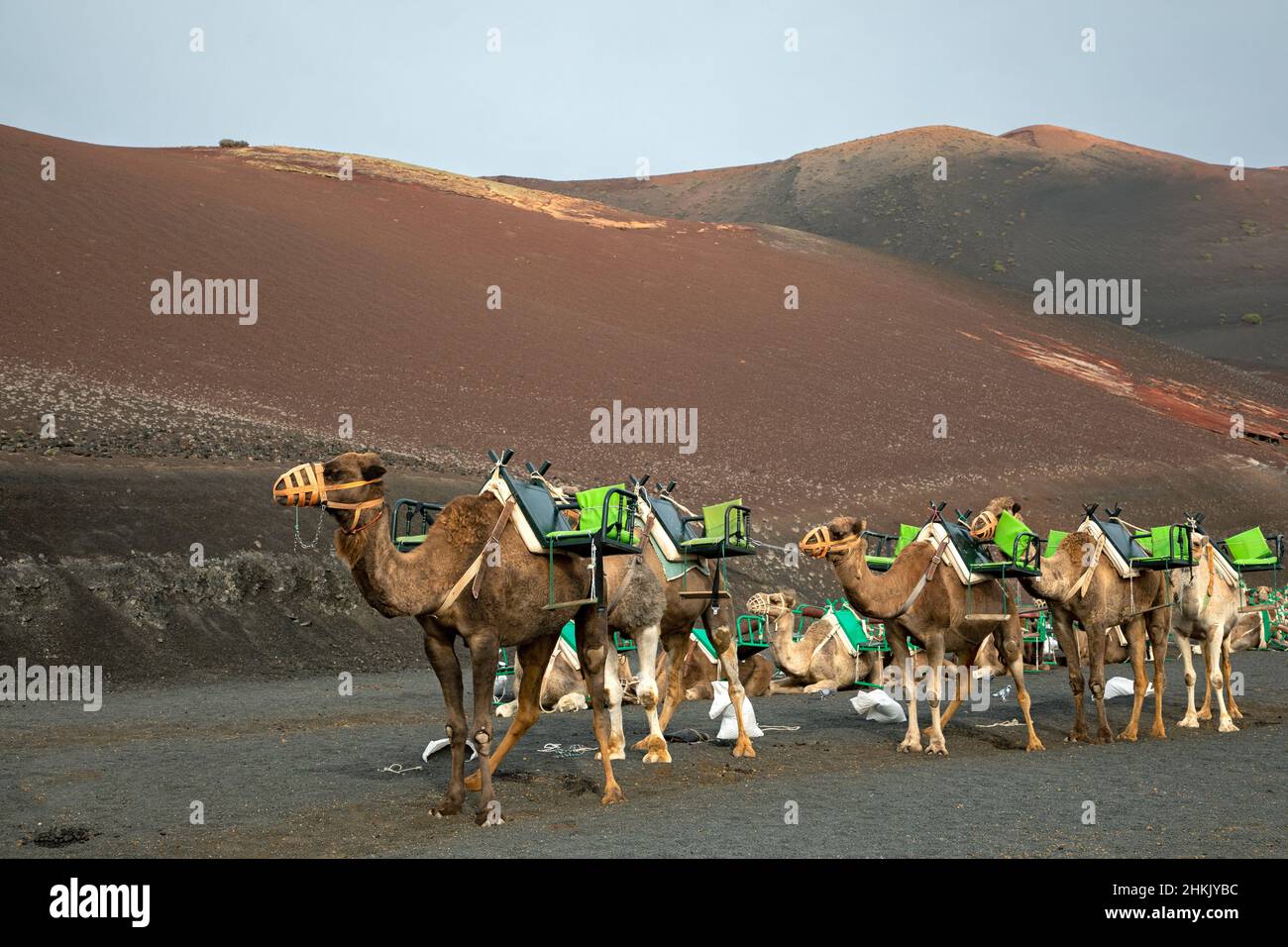 Dromedar, einbucklige Kamele (Camelus dromedarius), Dromedare, die für Touristen wateten, Kanarische Inseln, Lanzarote, Nationalpark Timanfaya Stockfoto