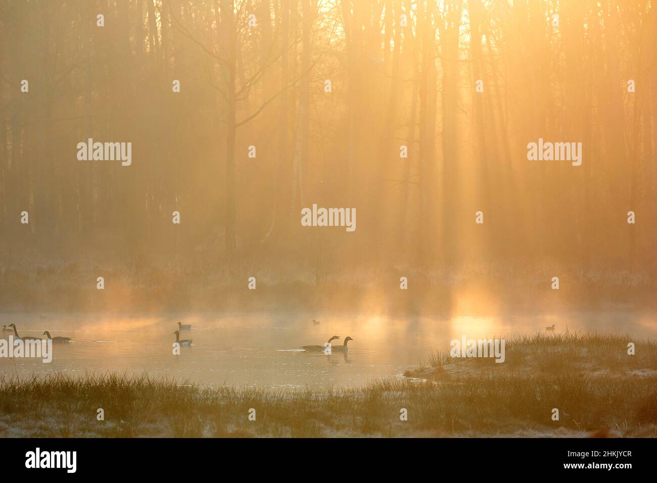 Kanadische Gans (Branta canadensis), Schwimmen auf einem See in der Morgensonne im Naturgebiet Aanwijsputten, Belgien, Westflandern, Bulskampveld, Stockfoto