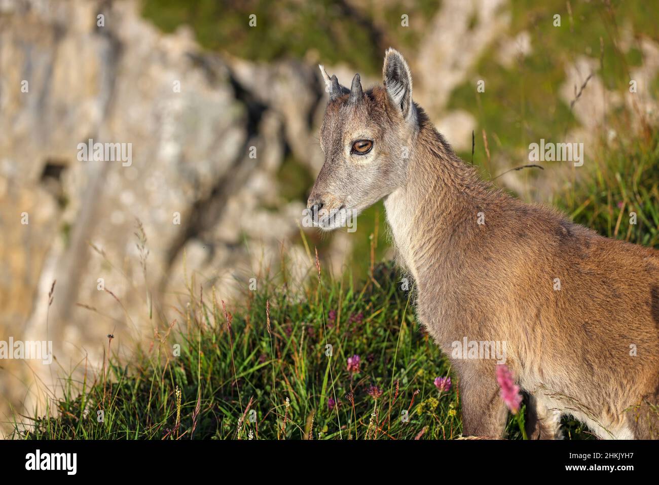 Alpenibex (Capra ibex, Capra ibex ibex), Jungtier auf einer Bergwiese am Hang, Seitenansicht, Schweiz, Berner Oberland, Stockfoto