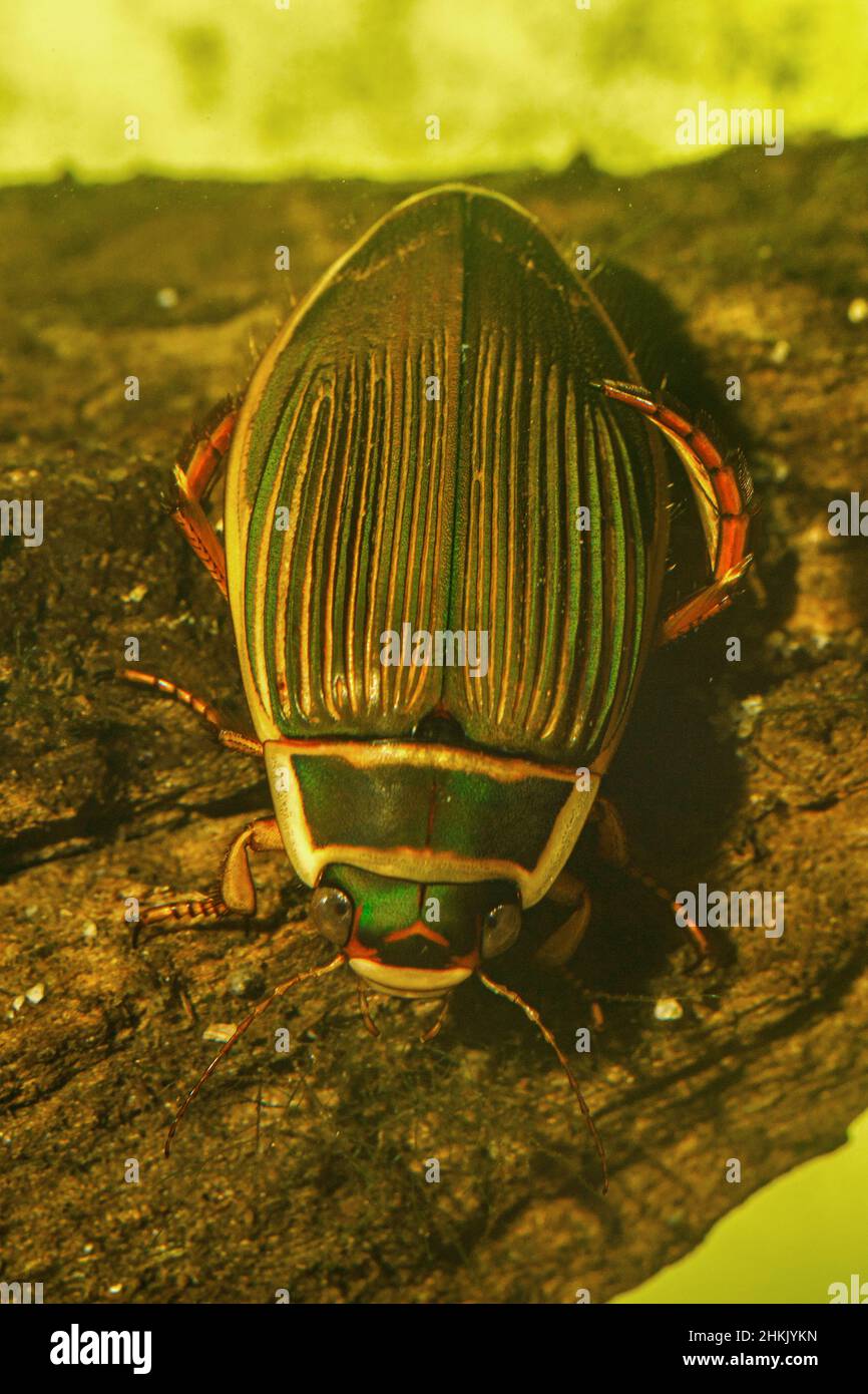 Großer Tauchkäfer (Dytiscus marginalis), weiblich, Deutschland, Bayern Stockfoto