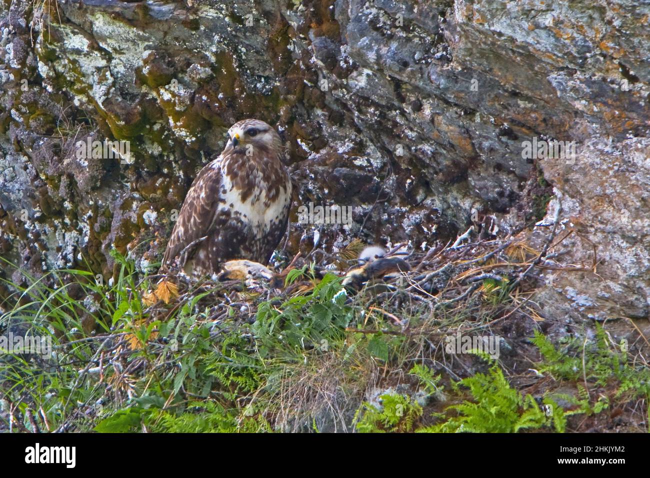 Amerikanischer Bussard mit rauen Beinen (Buteo lagopus), am Astre, mit gefangenem Lemming, um die Küken zu füttern, Norwegen Stockfoto