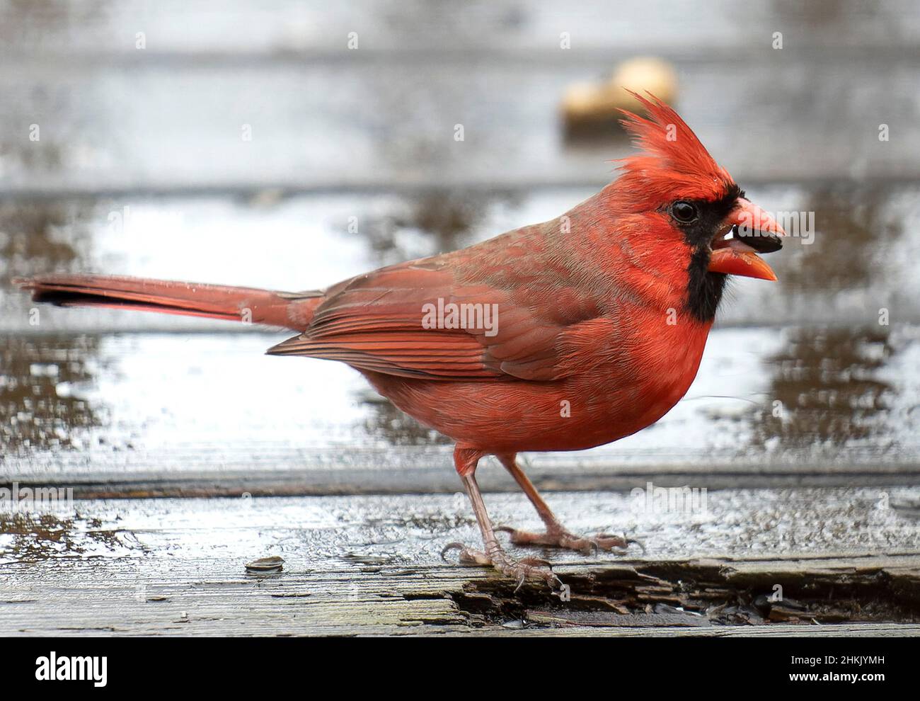 Männlicher Northern Cardinal auf einem nassen Deck Stockfoto